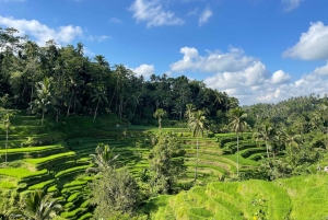Bali: De 3 bedste vandfald. Tempel og risterrasse