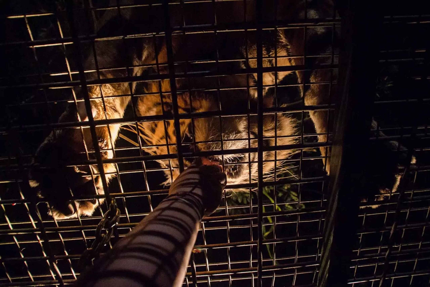 Bali Tour: diner met wilde dieren in de dierentuin