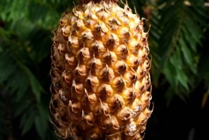 Bali: Traditional Farming Village Tour with Lunch