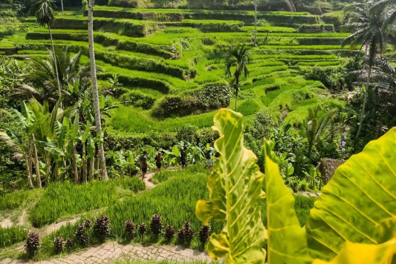 Bali Trilogy: Subak Irrigation, Waterfall & Ancient temple