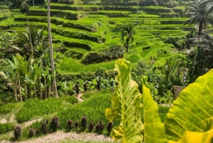 Bali Trilogy: Subak Irrigation, Waterfall & Ancient temple