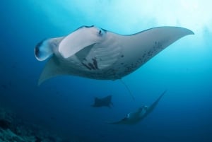 Bali : Excursion d'une journée à la piscine de Nusa Penida+2 plongées