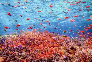 Bali: Tulamben Bay and the USAT Liberty Wreck Dive