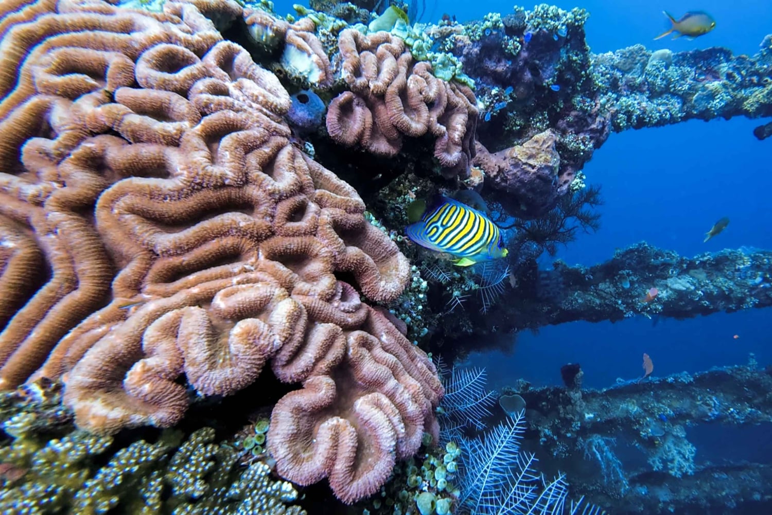 Bali: Tulamben Liberty Wreck Dive & Amed Kayak Trip