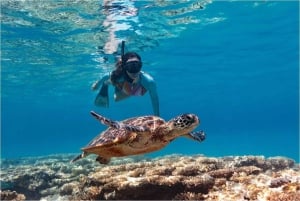 Bali: Tulamben Scuba Diving Experience