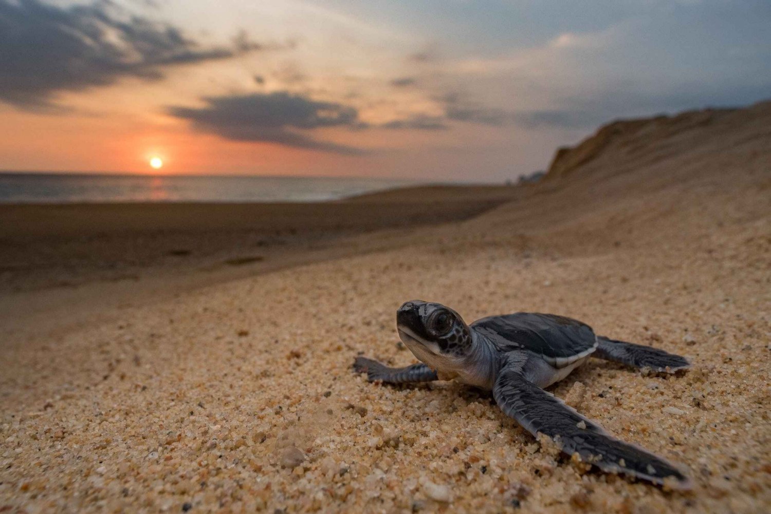 Bali: Schildpadden bescherming en educatie tour & lokale markt