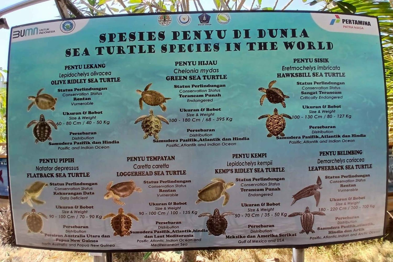 Bali: Turtle Conservation and Education Tour & Local Market