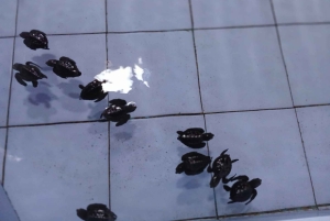 Bali: Turtle Conservation and Education Tour & Local Market