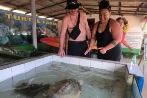 Bali: Tour del centro di conservazione delle tartarughe e liberazione delle tartarughe