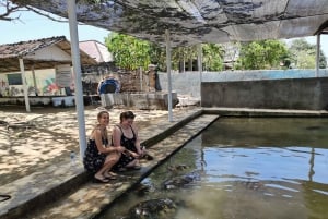 Bali: Tour del centro di conservazione delle tartarughe e liberazione delle tartarughe