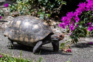 Bali: Conservação de Tartarugas, GWK, Praia de Melasti e Uluwatu