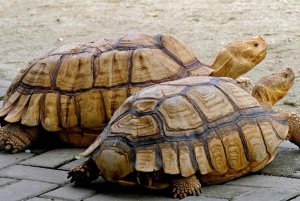 Bali: Conservação de Tartarugas, GWK, Praia de Melasti e Uluwatu