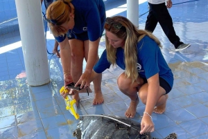 Bali: Skilpaddebesøk og øylandstur