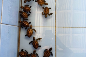 Bali: Skilpaddebesøk og øylandstur