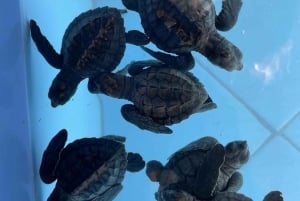 バリ島：ウミガメ保護センター訪問＆島のランドツアー