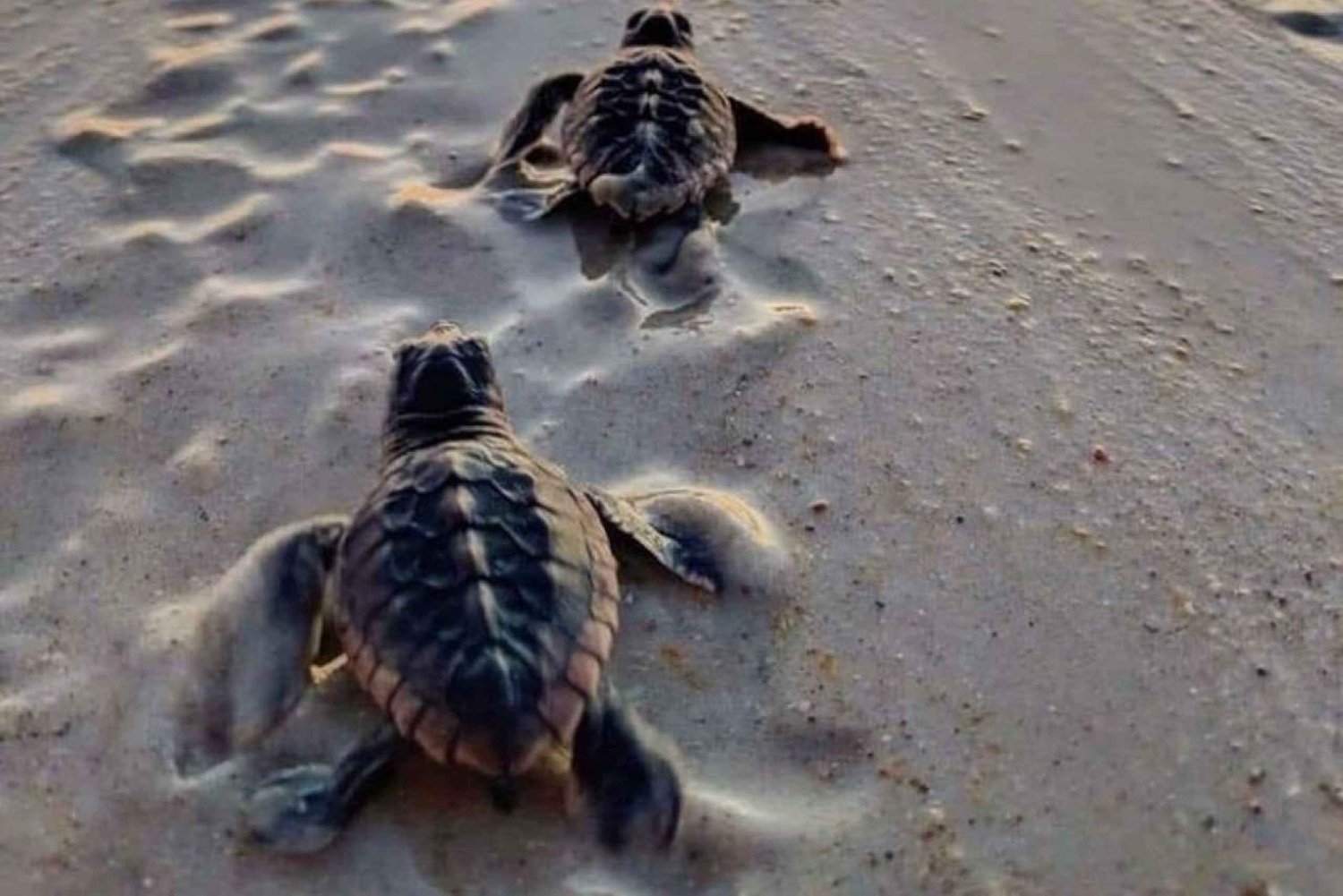 Bali: Turtle Island, and Beaches - Private Tour