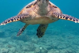 Bali: Turtle Island, and Beaches - Private Tour