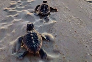 Bali: Turtle Island, and Beaches - Private Tour