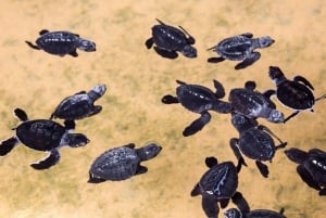 بالي شاطئ ميلاستي، حديقة جي دبليو كيك الثقافية، كيكاك، جزيرة السلاحف