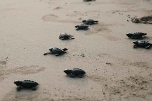 بالي شاطئ ميلاستي، حديقة جي دبليو كيك الثقافية، كيكاك، جزيرة السلاحف