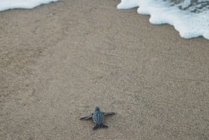 Bali: Turtle Island, Melasti Beach, Uluwatu & Jimbaran-tur