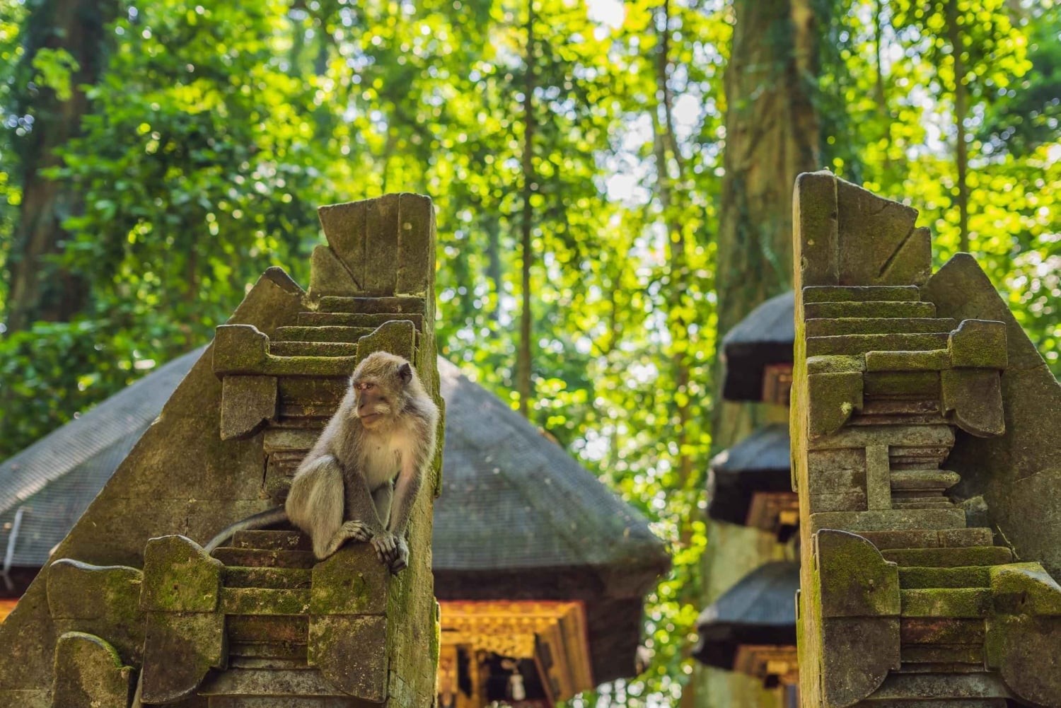 バリ島：ウブドアドベンチャー、ATV、モンキーフォレスト＆滝ツアー