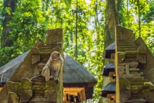 バリ島：ウブドアドベンチャー、ATV、モンキーフォレスト＆滝ツアー