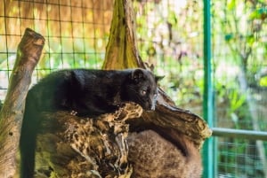 バリ島：ウブドアドベンチャー、ATV、モンキーフォレスト＆滝ツアー