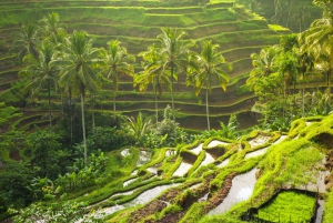 Bali: Tour di un giorno con tutti i villaggi tradizionali e le loro attrazioni