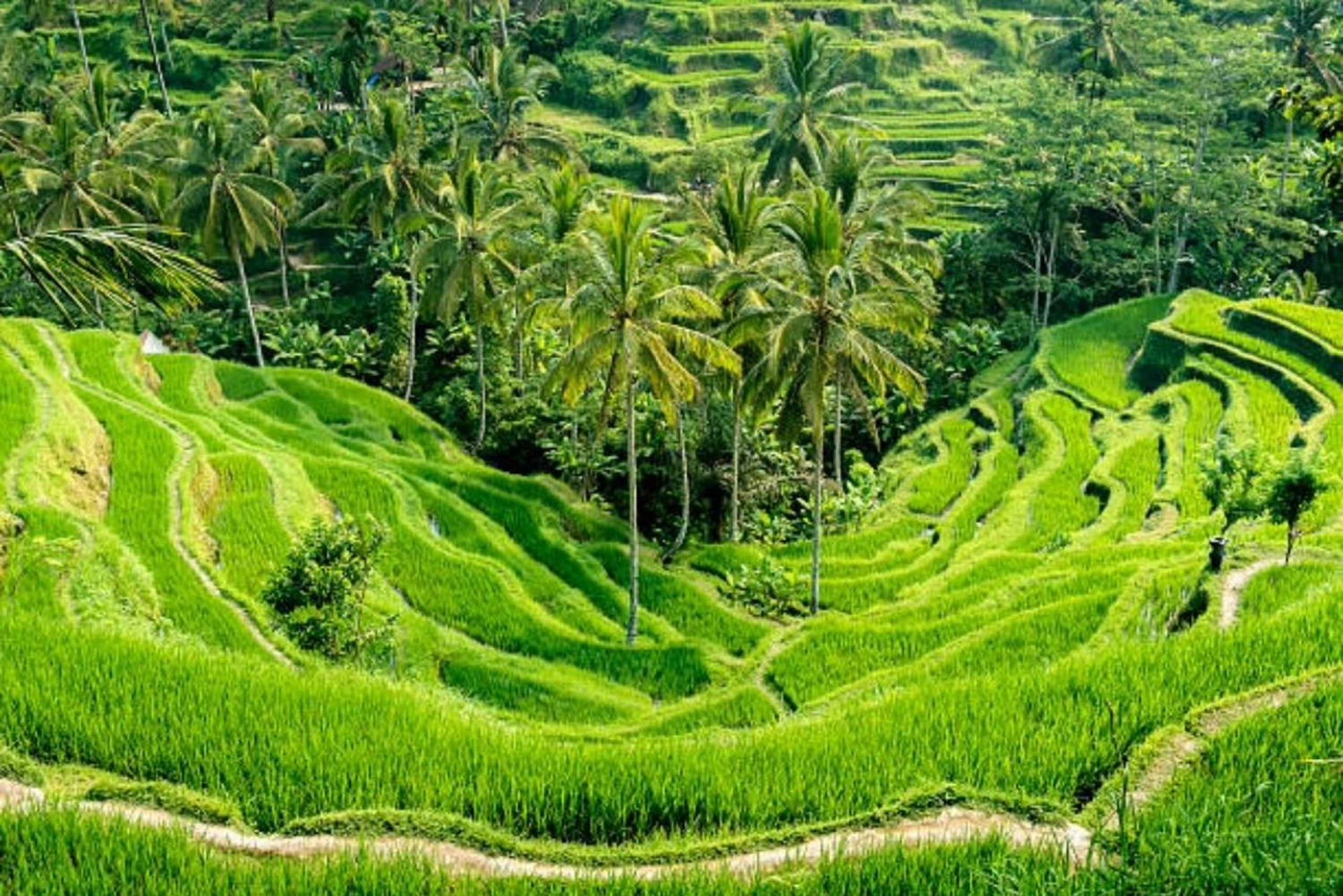 Bali: Ubud Full-Day Tour with Entry Tickets & Guide