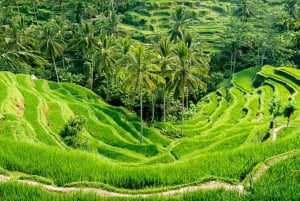 Bali: Ubud Full-Day Tour with Entry Tickets & Guide