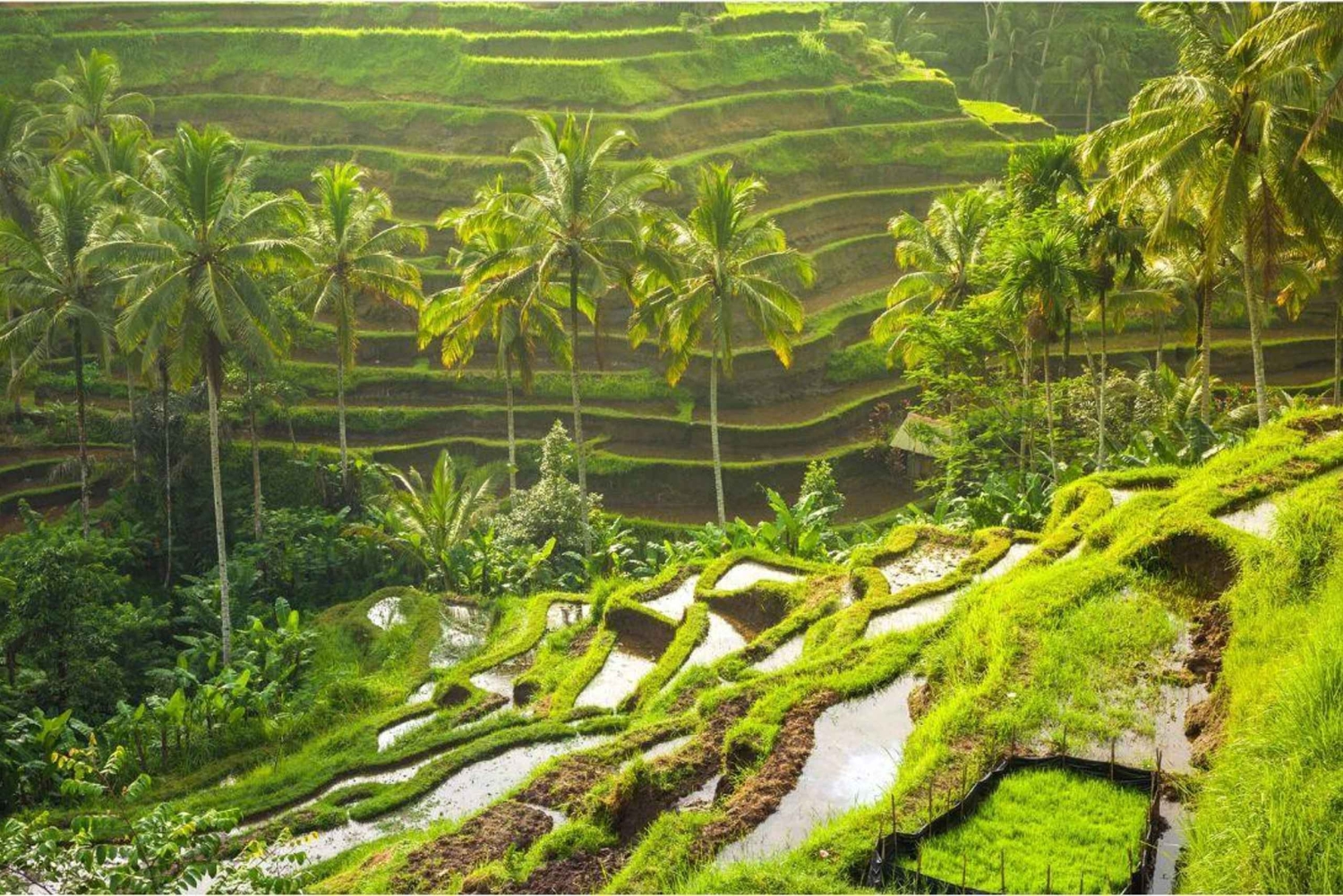 Bali: Ubud Highlight Tour With Flexible Itinerary Options