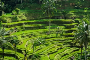 Bali: Ubud Highlight Tour With Flexible Itinerary Options