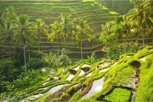 Bali: Ubud Highlight Tour With Flexible Itinerary Options