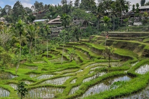 Bali: Ubud Highlight Tour With Flexible Itinerary Options