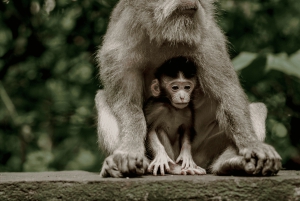 Bali: Privat tur i abeskoven i Ubud, luksusbil