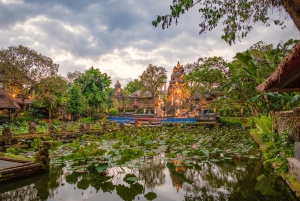 Bali: Privat tur i abeskoven i Ubud, luksusbil