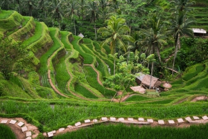 Bali: Privat tur i abeskoven i Ubud, luksusbil