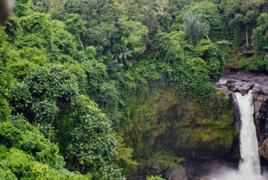 Bali: Privat tur i abeskoven i Ubud, luksusbil