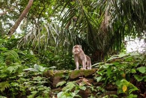 Bali: Privat tur i abeskoven i Ubud, luksusbil