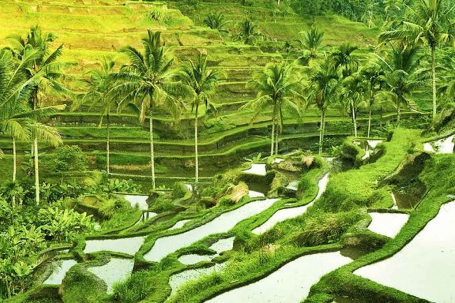 Bali:Ubud Monkey Forest,Rice Terrace,Waterfall & Temple Tour