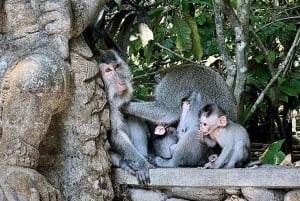 Ubud: Visita al Bosque de los Monos, Terraza de Arroz, Templo y Cascada