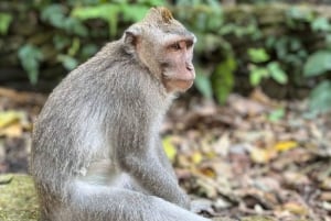 Ubud: Tur til apeskog, risterrasse, tempel og fossefall