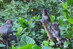 Ubud : Forêt des singes, rizières, temples et chutes d'eau