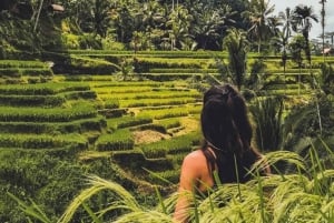Bali : Ubud : forêt de singes, rizières en terrasses, temple et cascade