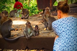 Bali: Ubud apeskog, risterrasser, tempel og fossefall