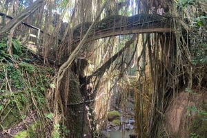 Bali: Floresta de macacos de Ubud, terraços de arroz, templo e cachoeira