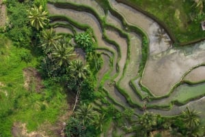 Bali: Bosque de los Monos, Tegalalang, Uluwatu y Danza Kecak