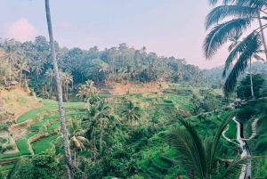 Bali: Private Ubud Tour with Monkey Forest and Rice Terrace
