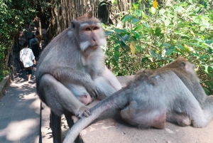 Bali: Private Ubud Tour with Monkey Forest and Rice Terrace